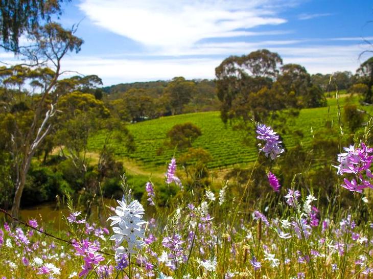 Exploring the Adelaide Hills: A Blend of Vineyards and Scenery
